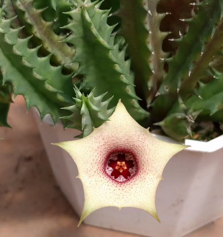 Huernia blyderiverensis 5 Pieces Seeds