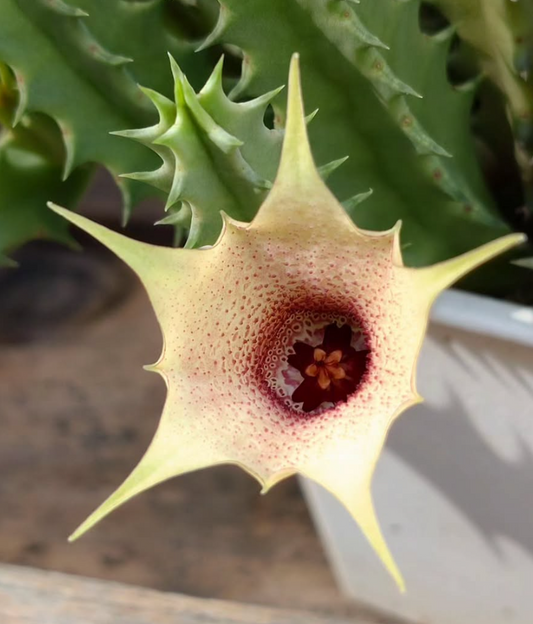 Huernia blyderiverensis 5 Pieces Seeds