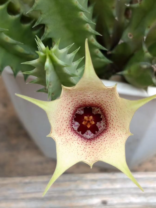 Huernia blyderiverensis 5 Pieces Seeds