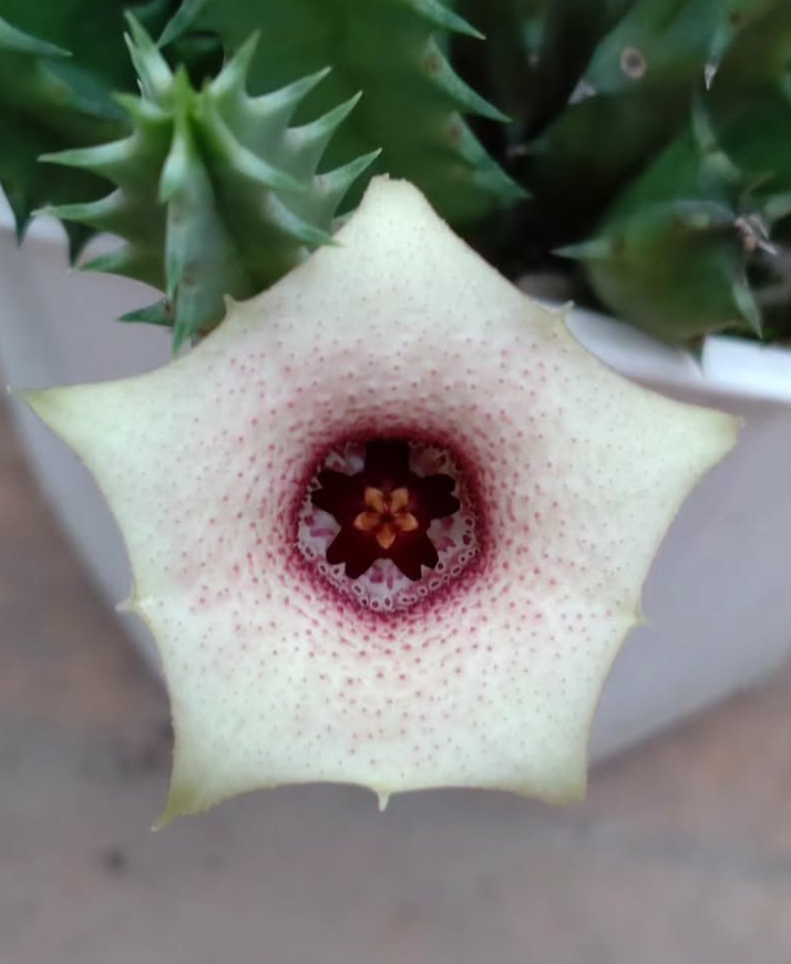 Huernia blyderiverensis 5 Pieces Seeds