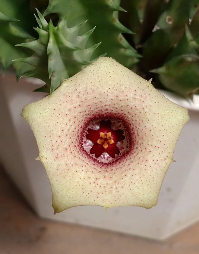 Huernia blyderiverensis 5 Pieces Seeds