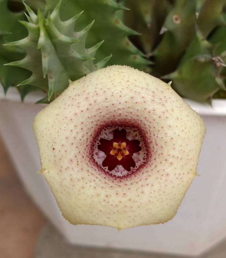 Huernia blyderiverensis 5 Pieces Seeds