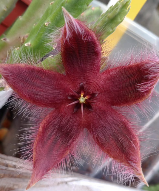 Stapelia asterias 5 Pieces Seeds