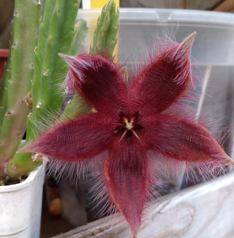 Stapelia asterias 5 Pieces Seeds