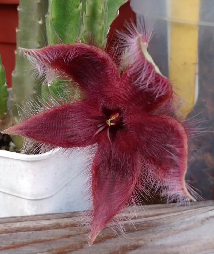 Stapelia asterias 5 Pieces Seeds