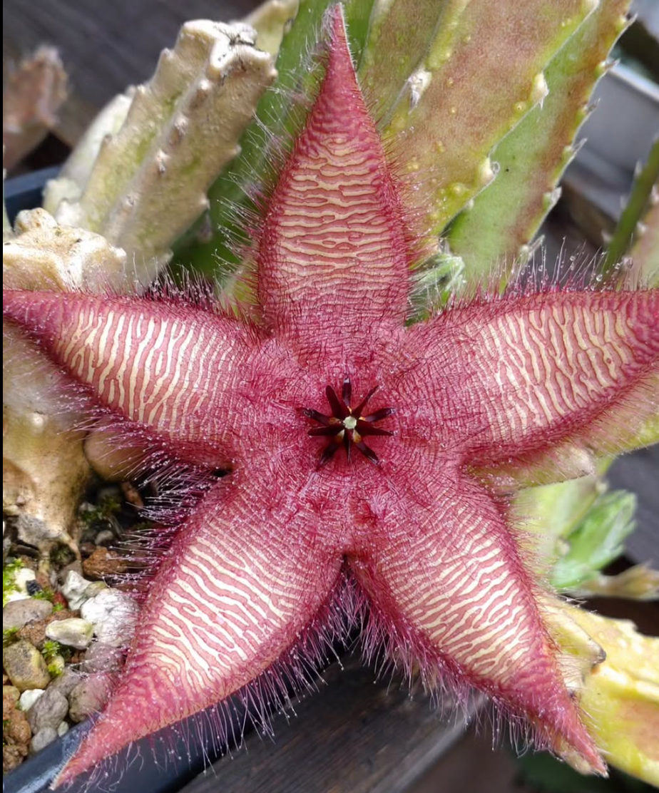 Stapelia gettleffii hybrid 5 Pieces Seeds