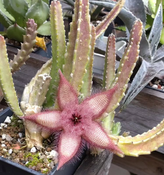 Stapelia gettleffii hybrid 5 Pieces Seeds