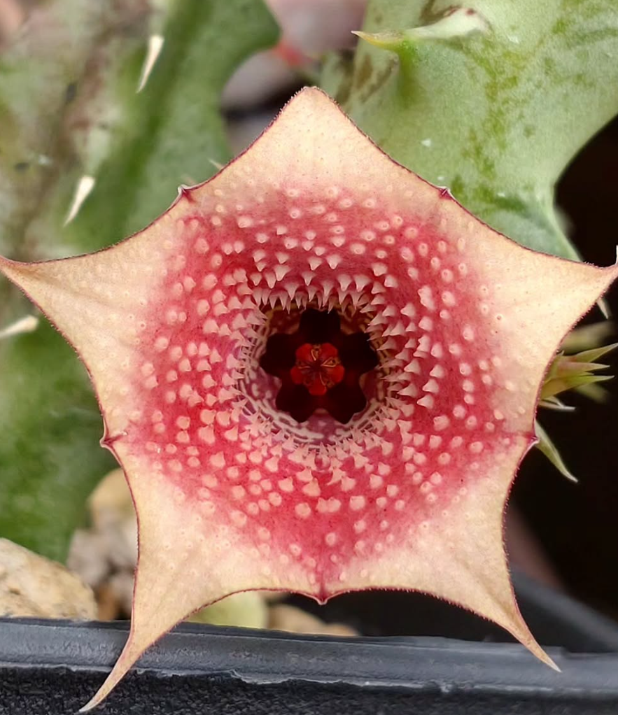 Huernia Insigniflora 7 Pieces Seeds