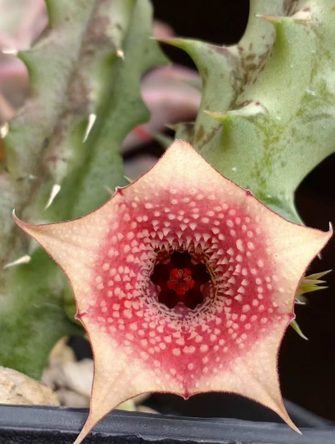 Huernia Insigniflora 7 Pieces Seeds