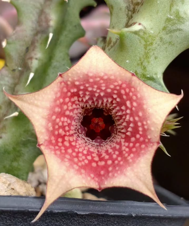 Huernia Insigniflora 7 Pieces Seeds