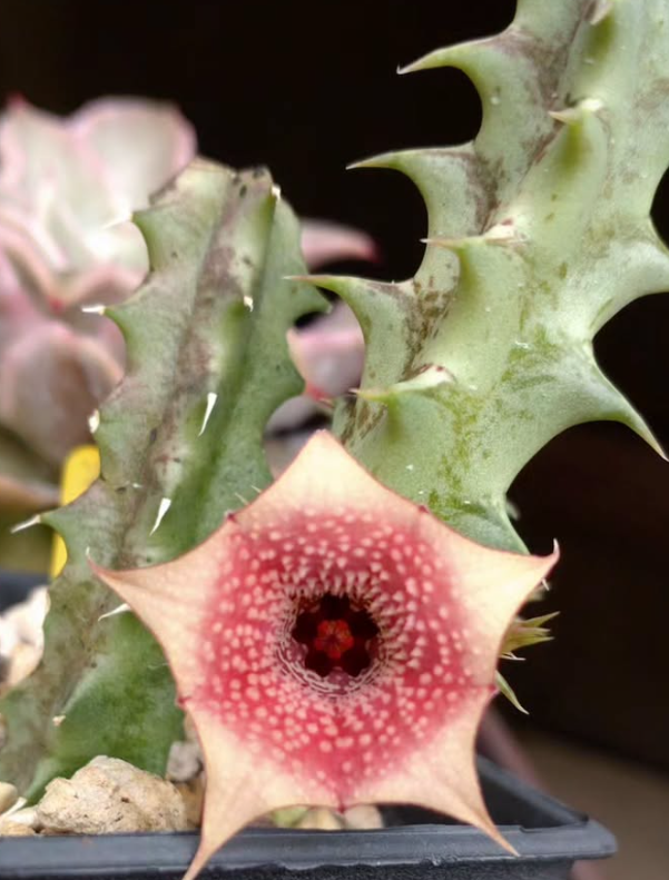 Huernia Insigniflora 7 Pieces Seeds