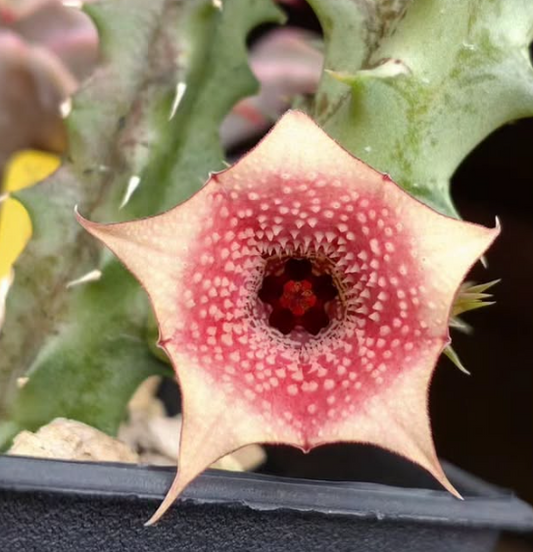 Huernia Insigniflora 7 Pieces Seeds