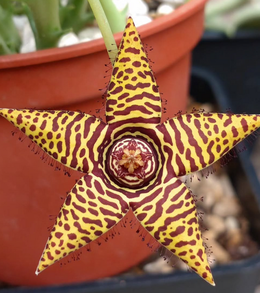 Orbea 'Star Singing' 5 Pieces Seeds