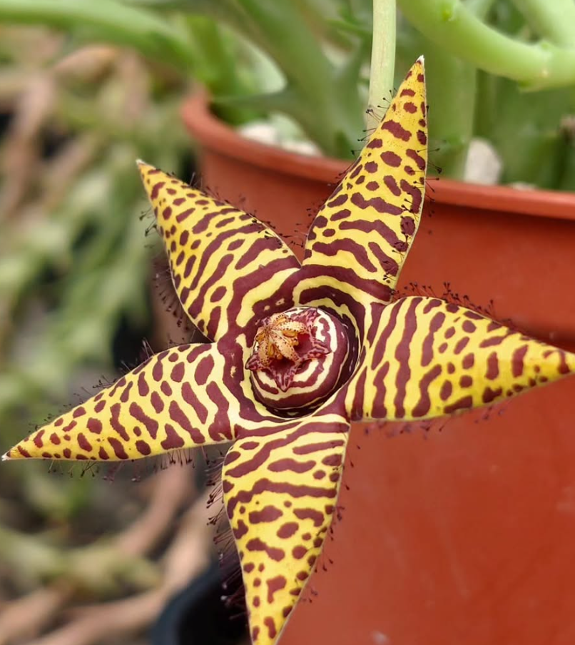 Orbea 'Star Singing' 5 Pieces Seeds