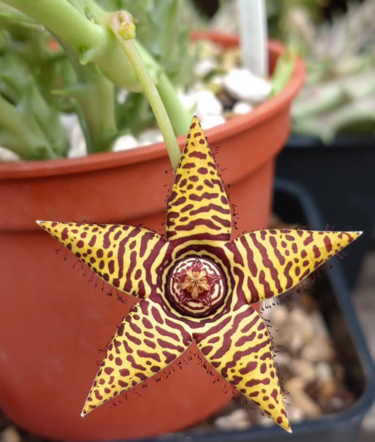 Orbea 'Star Singing' 5 Pieces Seeds