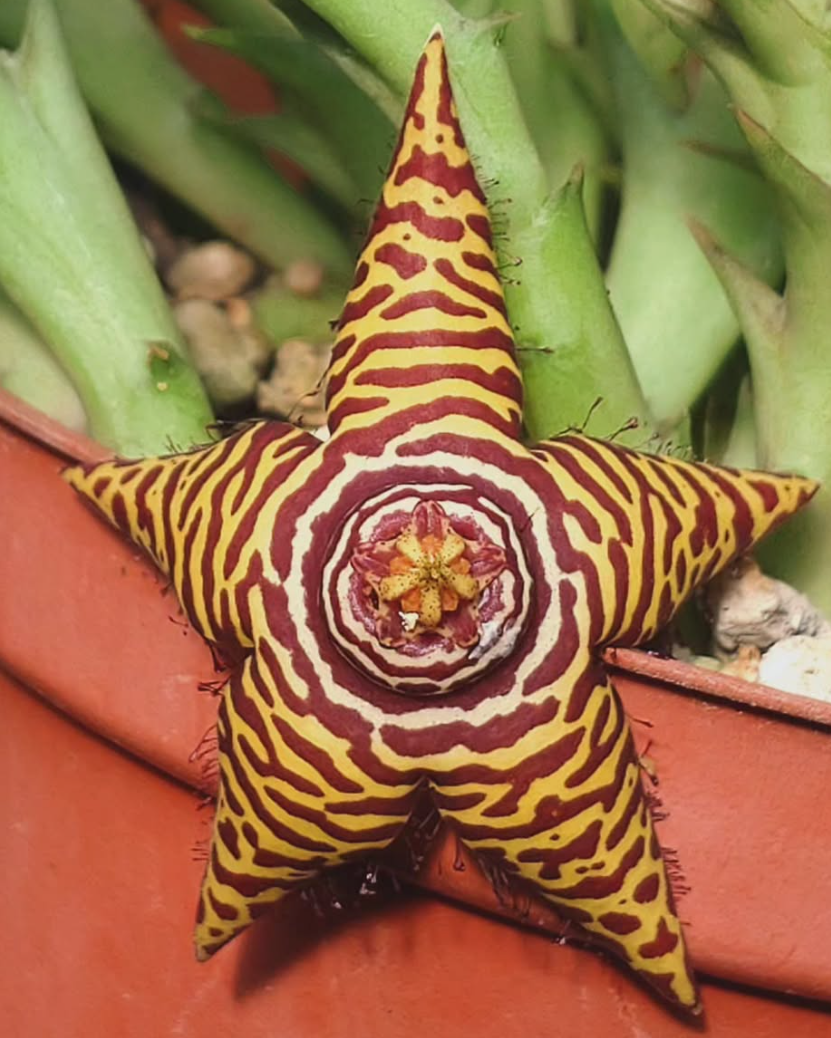 Orbea 'Star Singing' 5 Pieces Seeds