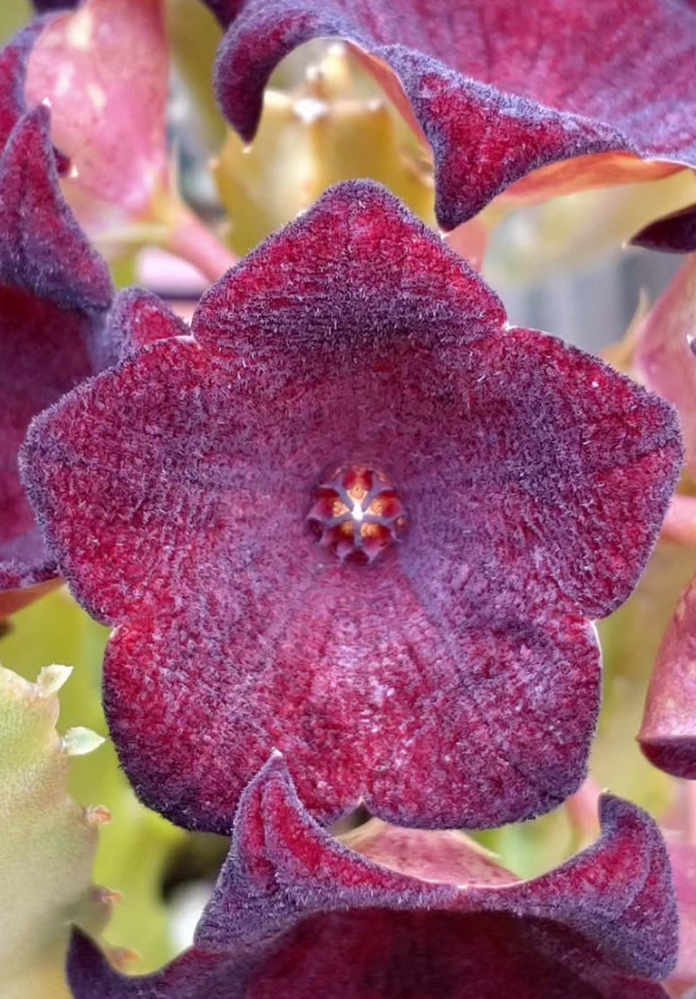 Caralluma Umbellata 5 Pieces Seeds