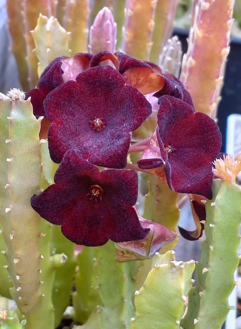 Caralluma Umbellata 5 Pieces Seeds