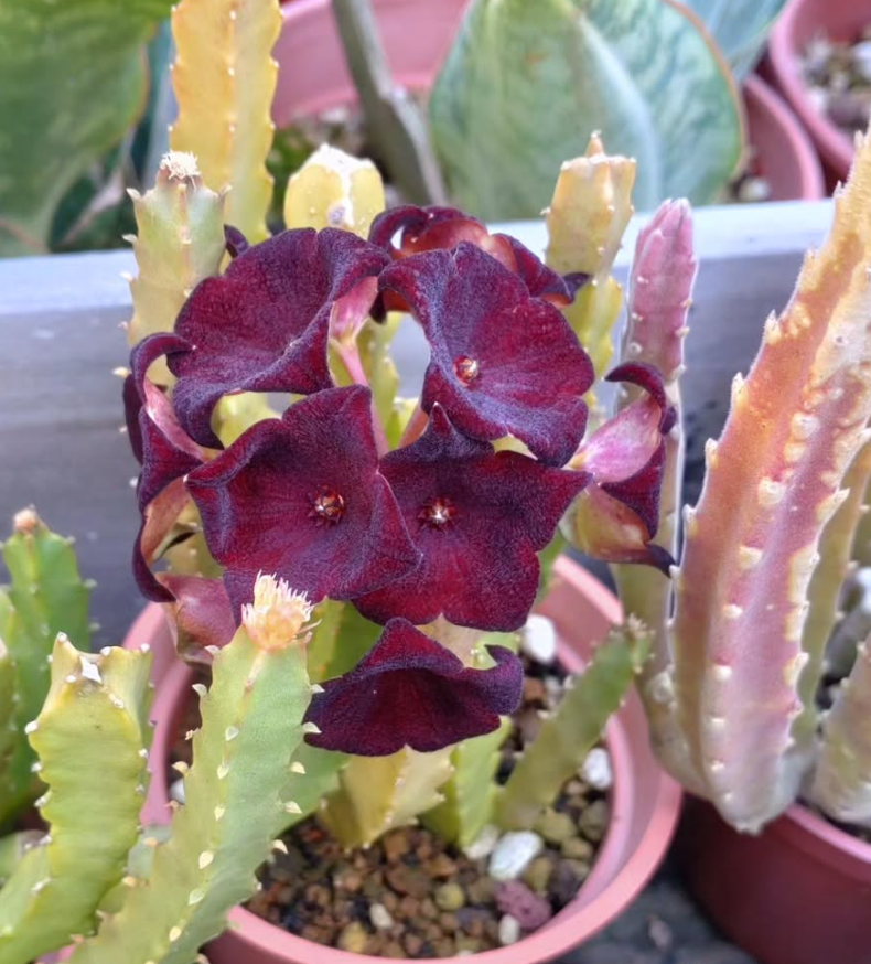 Caralluma Umbellata 5 Pieces Seeds