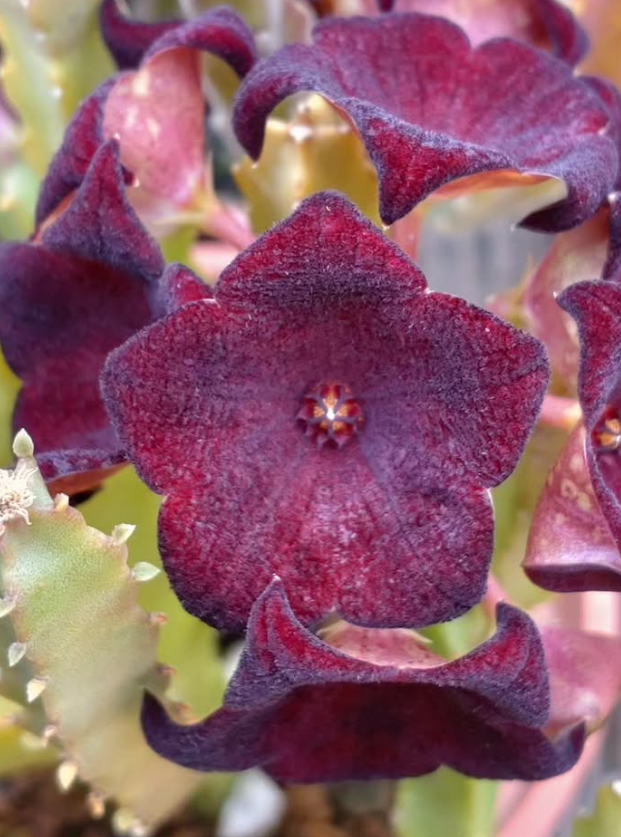 Caralluma Umbellata 5 Pieces Seeds