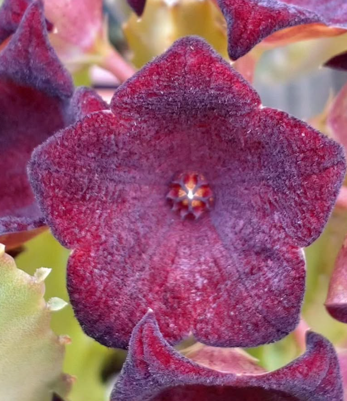 Caralluma Umbellata 5 Pieces Seeds