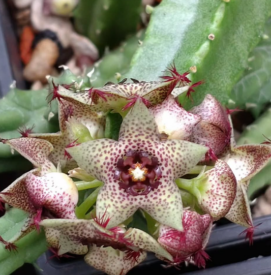 Caralluma hexagona Delight 5 Pieces Seeds