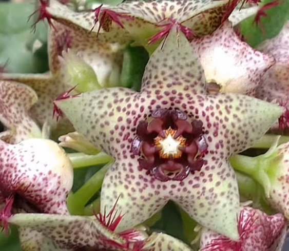 Caralluma hexagona Delight 5 Pieces Seeds