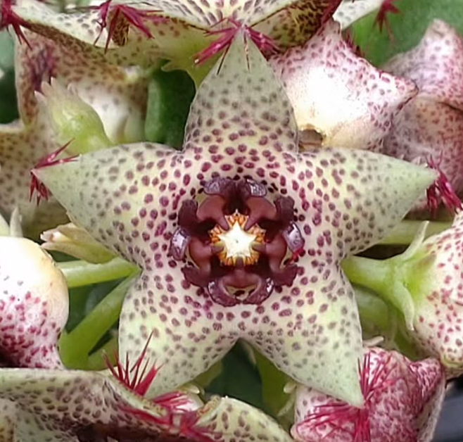 Caralluma hexagona Delight 5 Pieces Seeds
