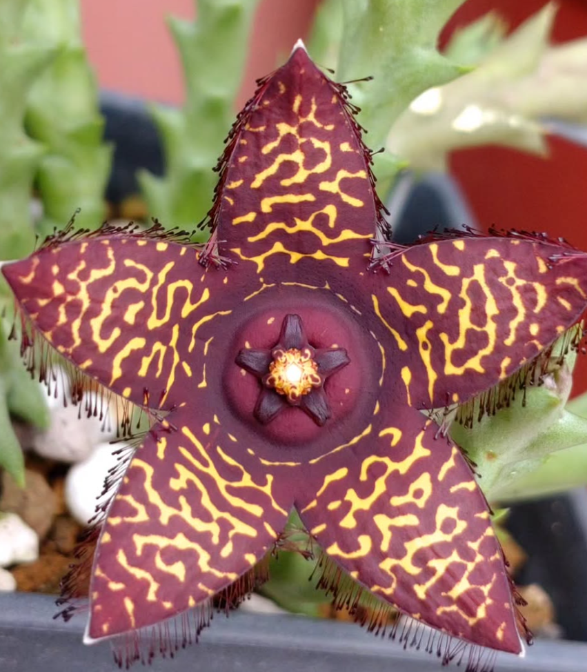 Orbea doldii 5 Pieces Seeds