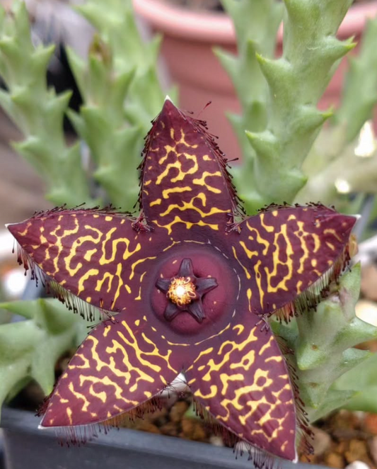 Orbea doldii 5 Pieces Seeds