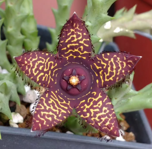 Orbea doldii 5 Pieces Seeds