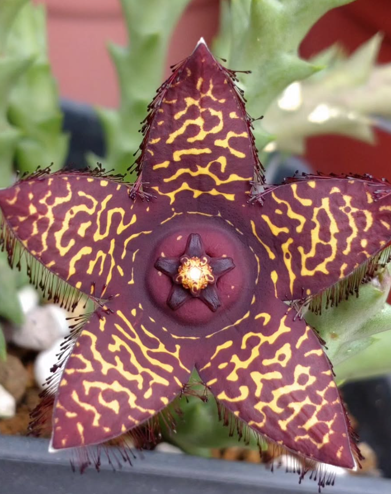 Orbea doldii 5 Pieces Seeds