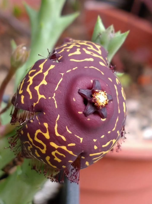 Orbea doldii 5 Pieces Seeds