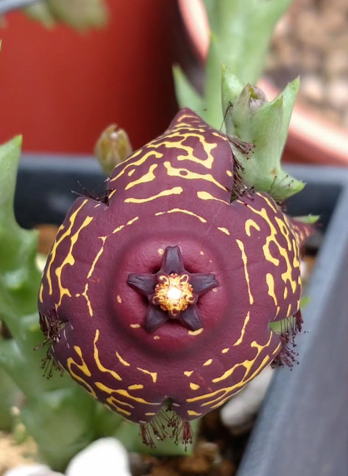 Orbea doldii 5 Pieces Seeds