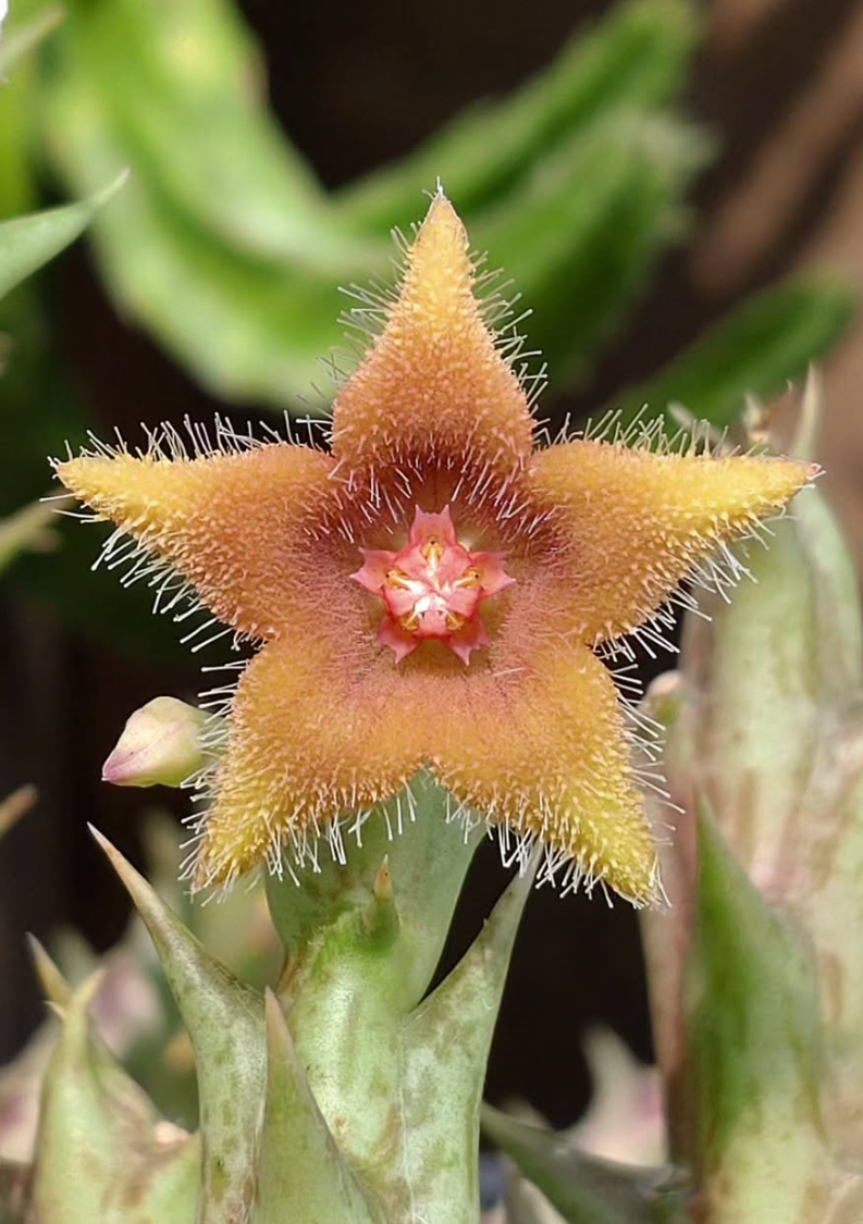 Orbea Double Star 5 Pieces Seeds