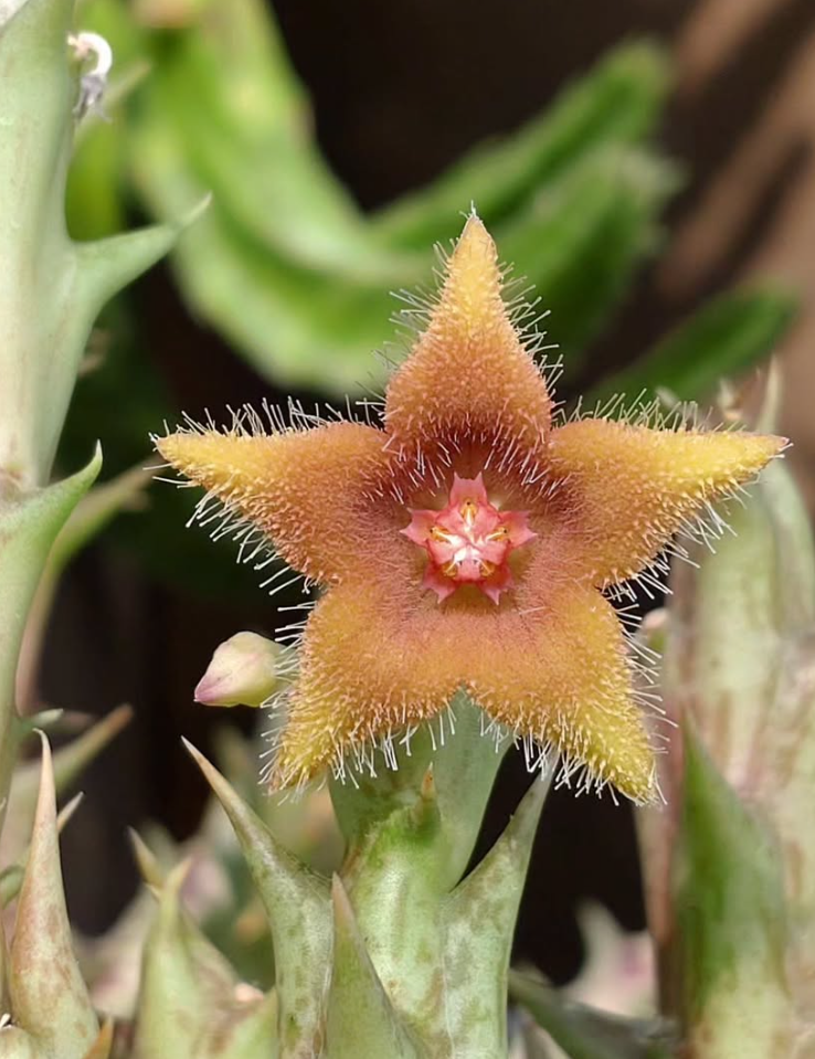 Orbea Double Star 5 Pieces Seeds