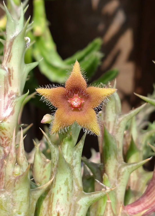 Orbea Double Star 5 Pieces Seeds