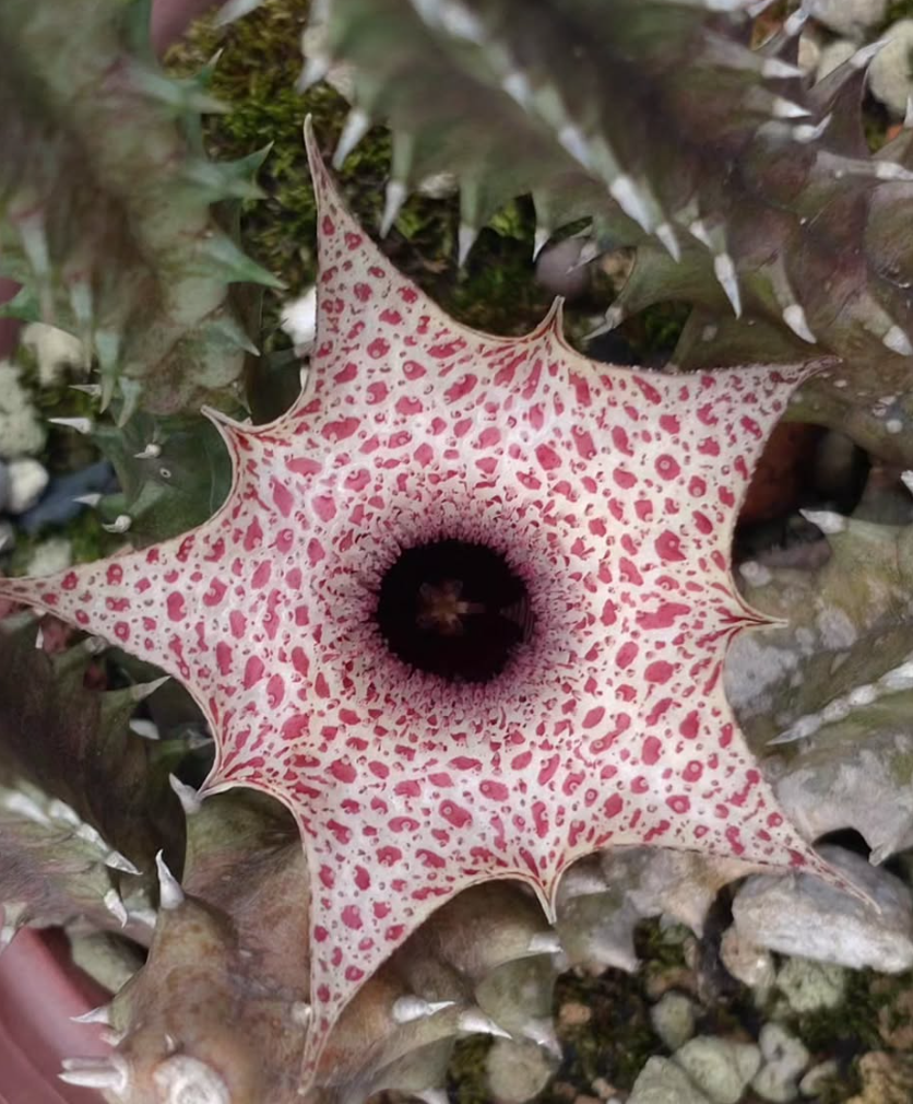 Huernia hislopii Pink Dots 6 Pieces Seeds