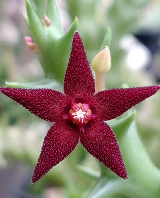 Orbea Subterranea 5 Pieces Seeds