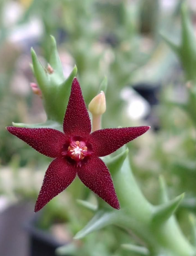 Orbea Subterranea 5 Pieces Seeds