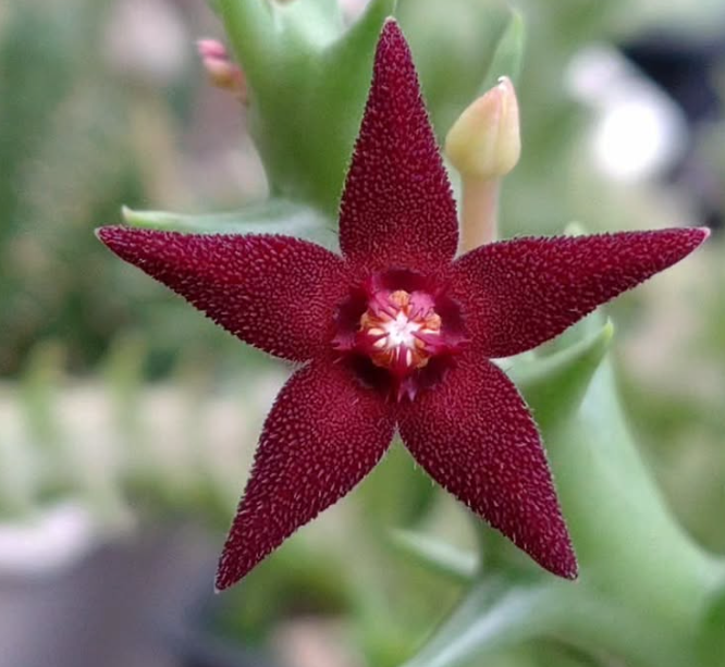 Orbea Subterranea 5 Pieces Seeds