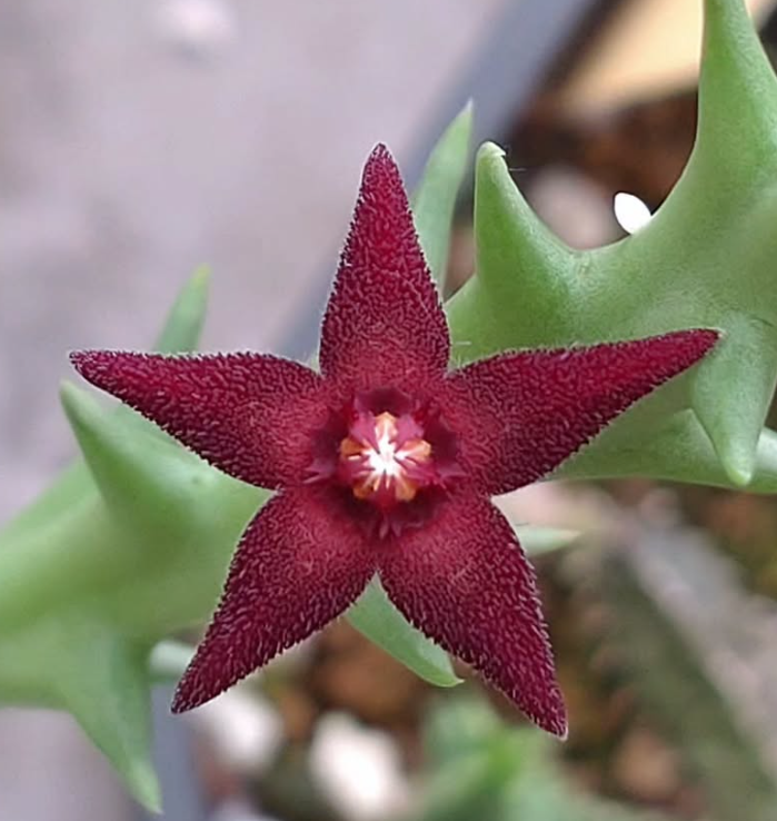 Orbea Subterranea 5 Pieces Seeds