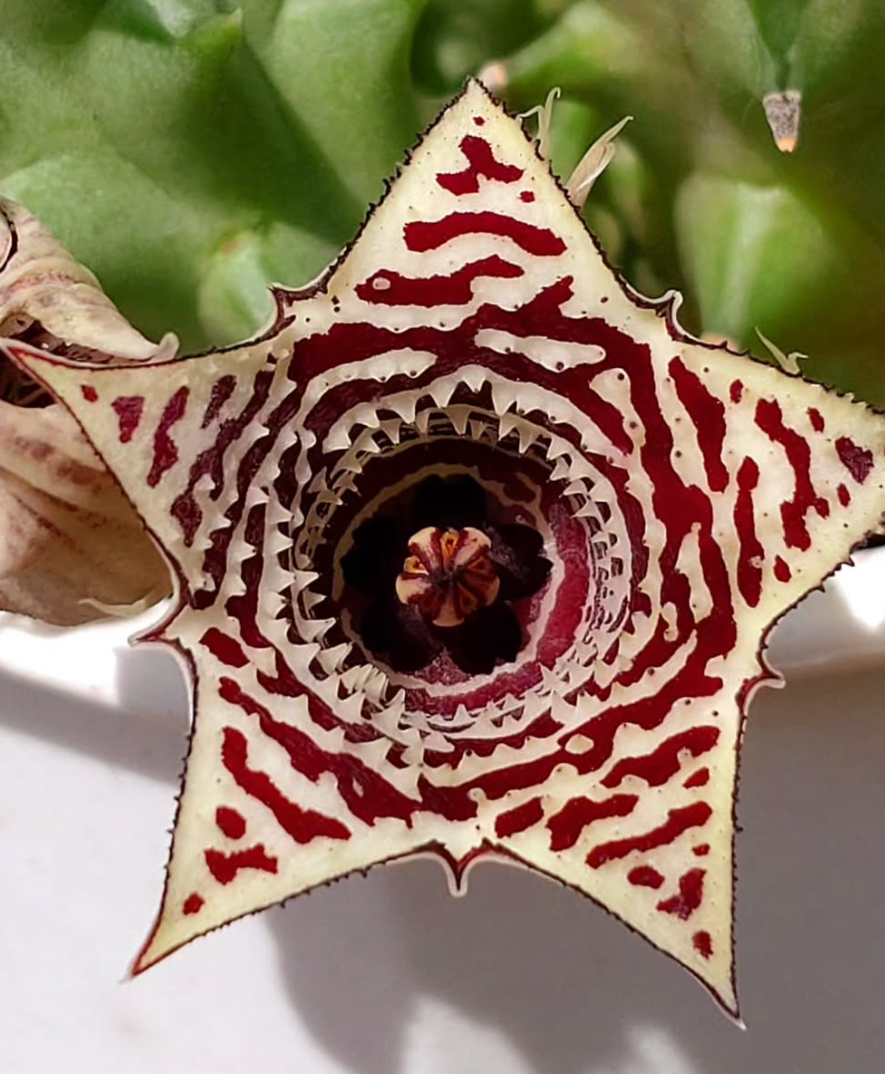 Huernia Crescent City 6 Pieces Seeds
