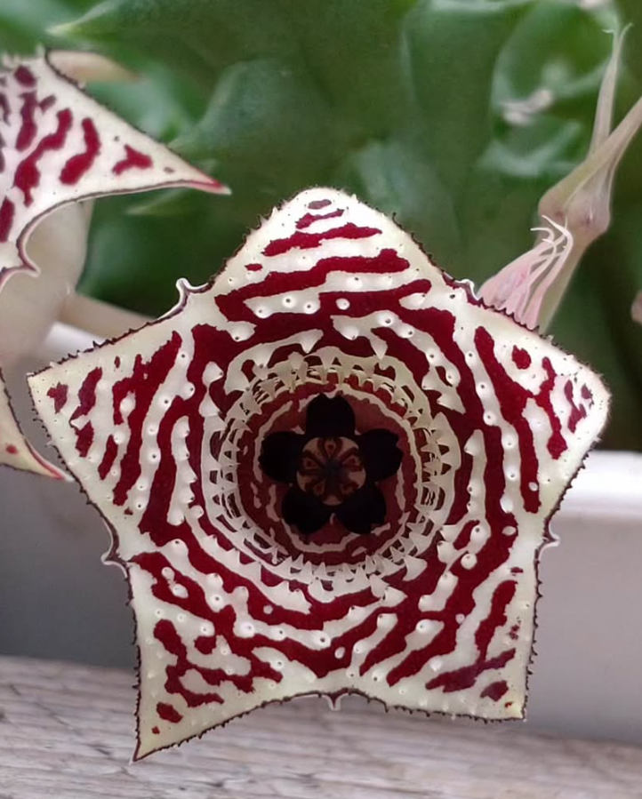 Huernia Crescent City 6 Pieces Seeds