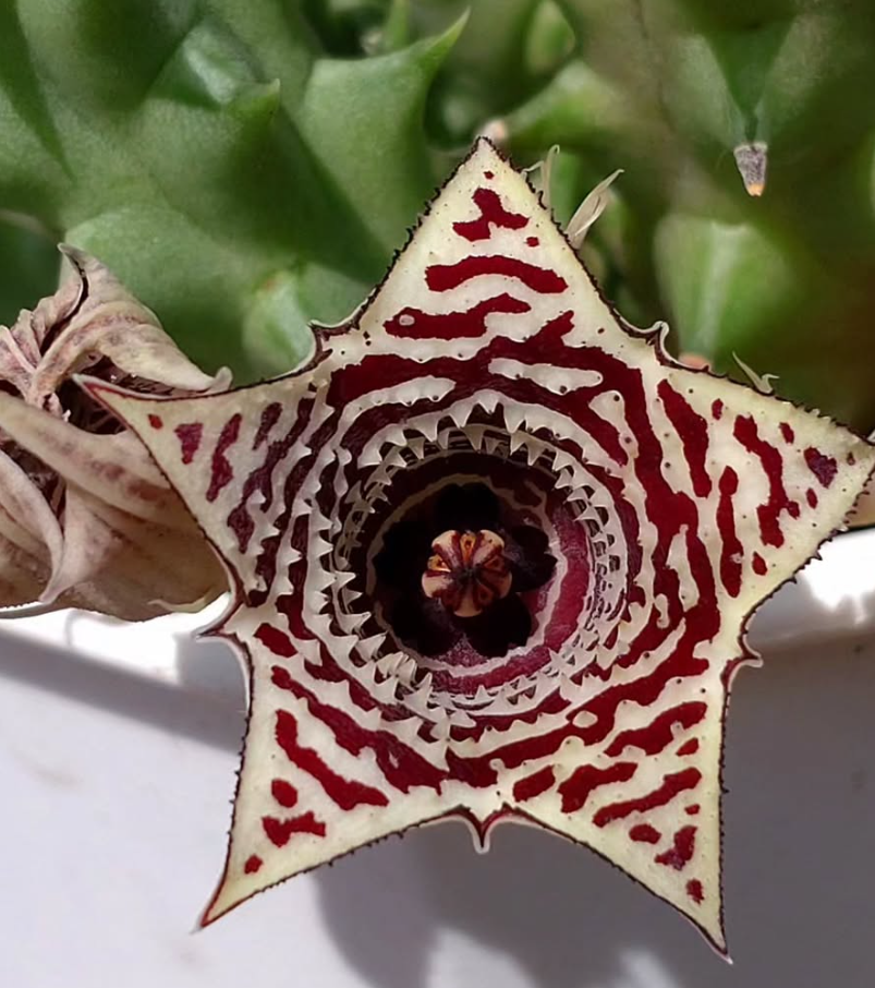 Huernia Crescent City 6 Pieces Seeds