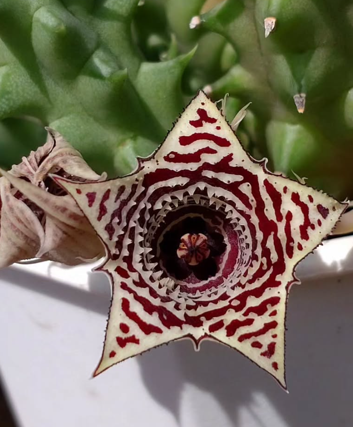 Huernia Crescent City 6 Pieces Seeds