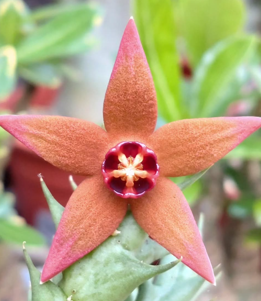 Orbea Abayensis 6 Pieces Seeds