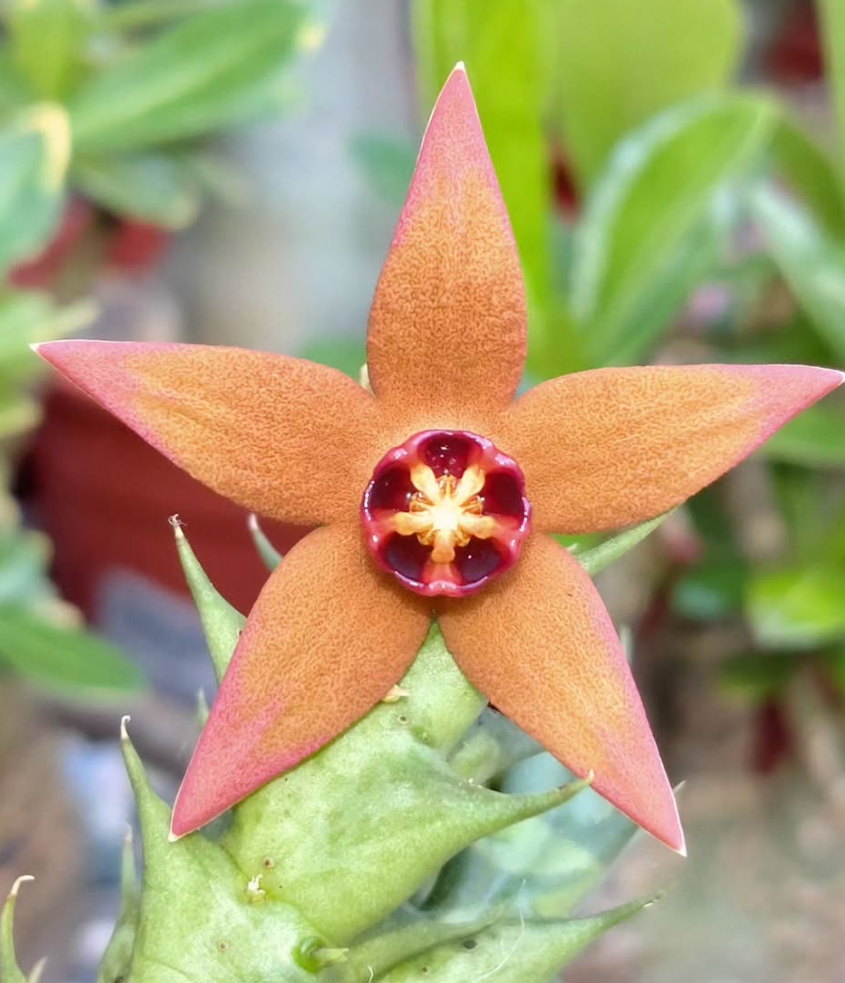 Orbea Abayensis 6 Pieces Seeds