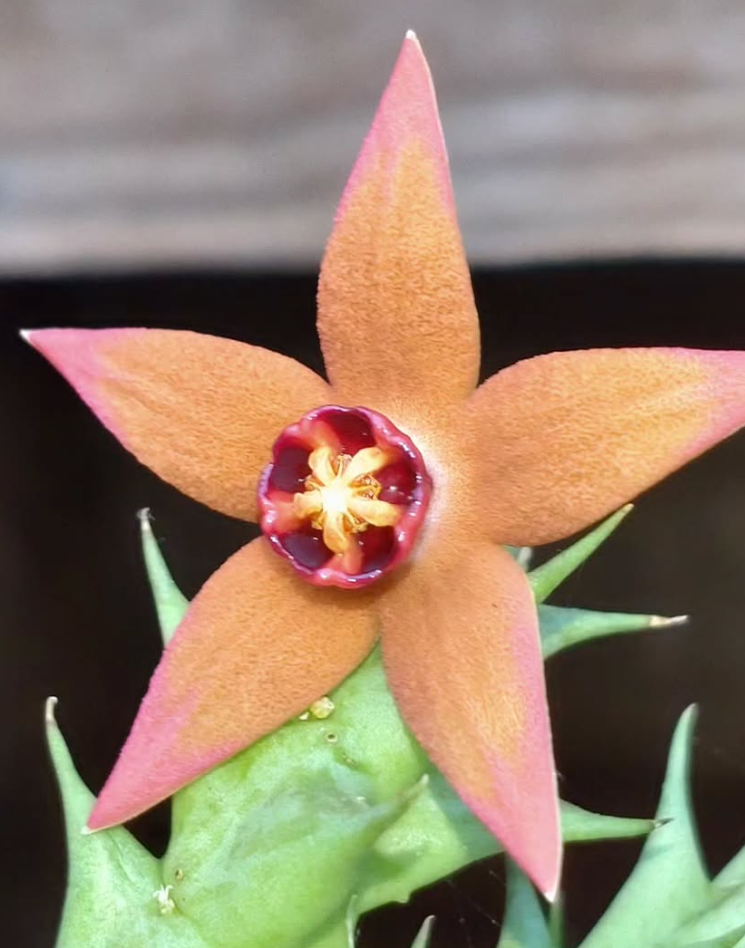 Orbea Abayensis 6 Pieces Seeds