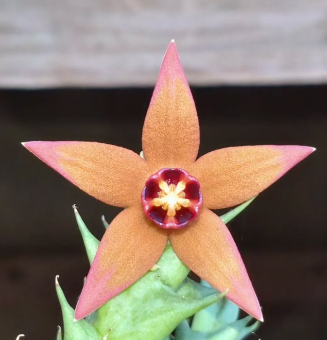 Orbea Abayensis 6 Pieces Seeds